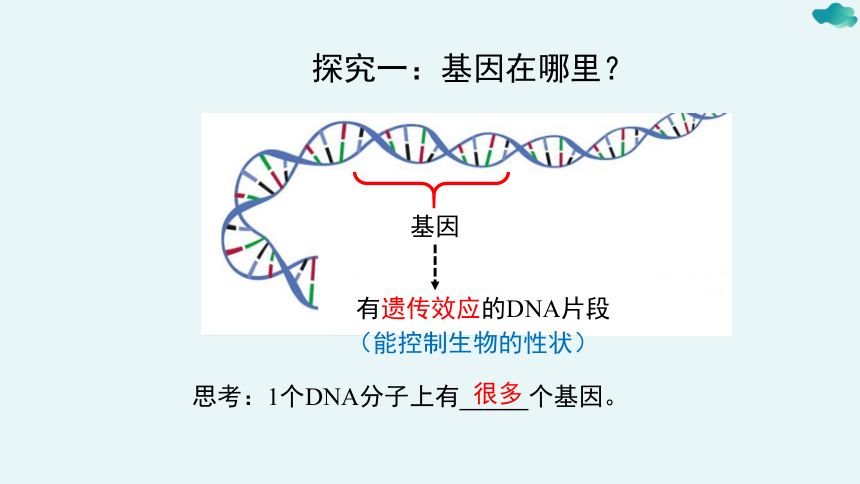 7.2.2基因在亲子代间的传递课件(共21张PPT+内嵌视频4个)人教版初中生物八年级下册