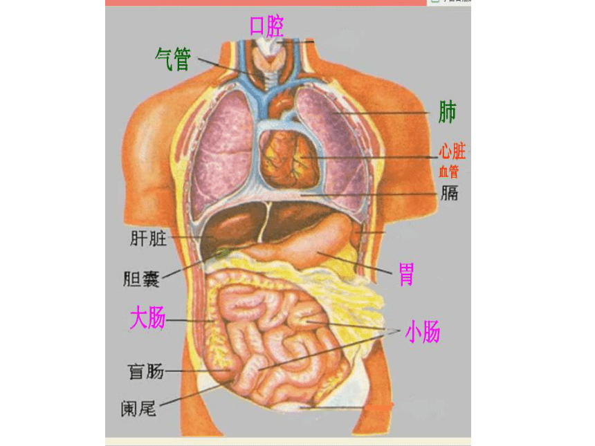 2.4人体的组成    （课件共14张ppt）