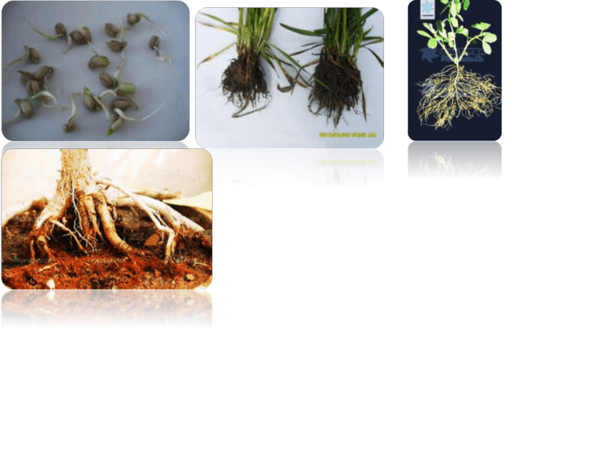 2.1植物的营养器官根 课件(共64张PPT)《种植基础》同步教学（中国农业出版社）