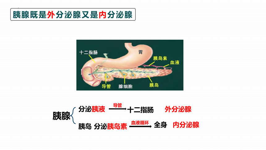 4.6.4 激素调节课件 (共34张PPT)人教版生物七年级下册