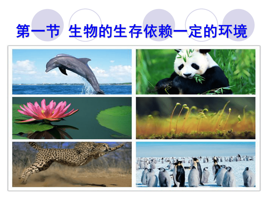 北师大版八年级生物下册 8.23.1 生物的生存依赖一定的环境课件(共37张PPT)