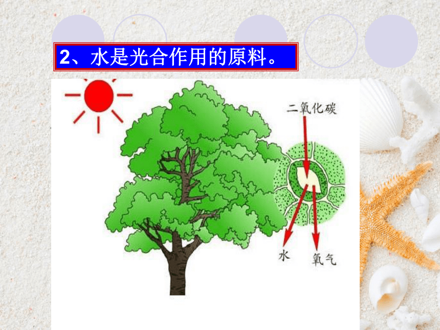 北师大版八年级生物下册 8.23.1 生物的生存依赖一定的环境课件(共37张PPT)