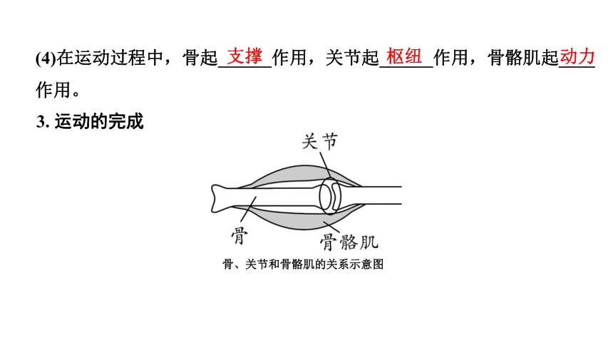 2024广西中考生物二轮中考考点研究 主题五 动物的运动和行为 课件（共36张PPT）