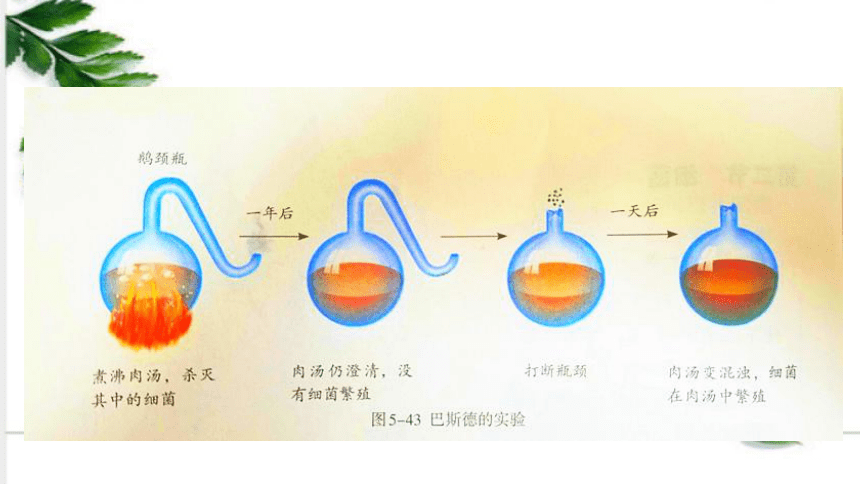 5.4.2 细菌 课件（28张ppt)