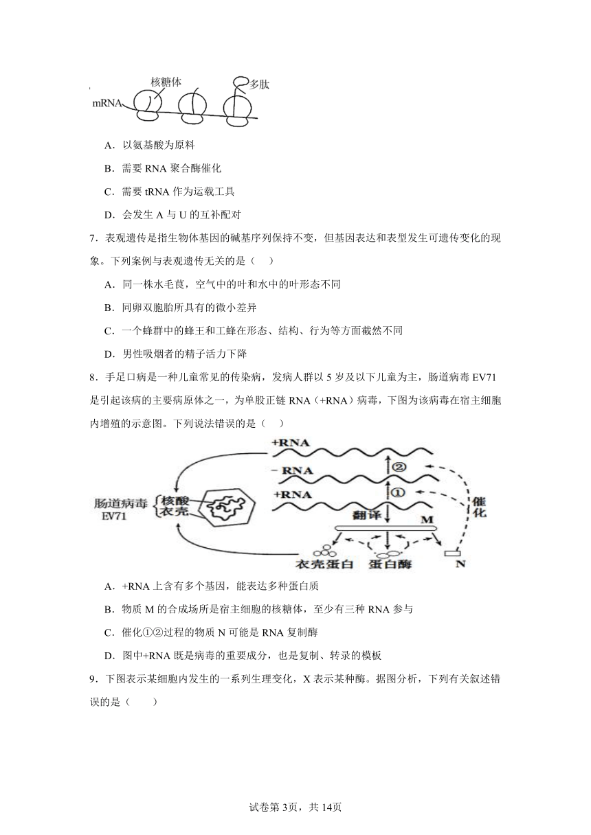 第4章基因的表达综合复习训练（含解析）2023——2024学年高生物人教版（2019）必修2遗传与进化