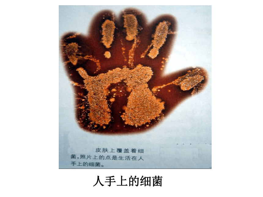 北京版八年级下册生物第十五章《第二节 免疫》课件（共21张PPT）