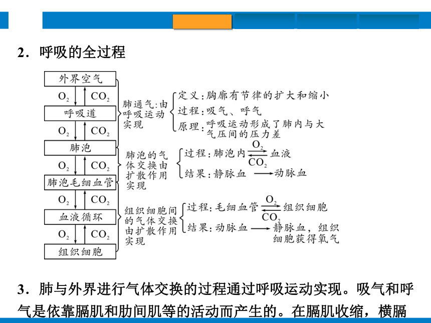 2024浙江省中考科学复习第6讲　动物的新陈代谢（1）（课件 50张PPT）