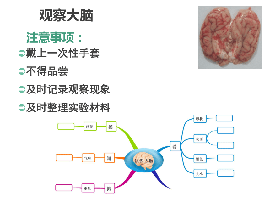 五年级下册科学课件 5.1大脑 苏教版(共20张PPT)