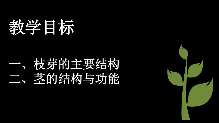 3.5.4植物茎的输导功能课件（共30张PPT）2023--2024学年苏教版生物七年级上册