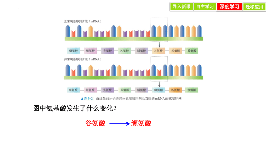 5.1 基因突变和基因重组 课件(共28张PPT)-2023-2024学年高一人教版（2019）生物必修2