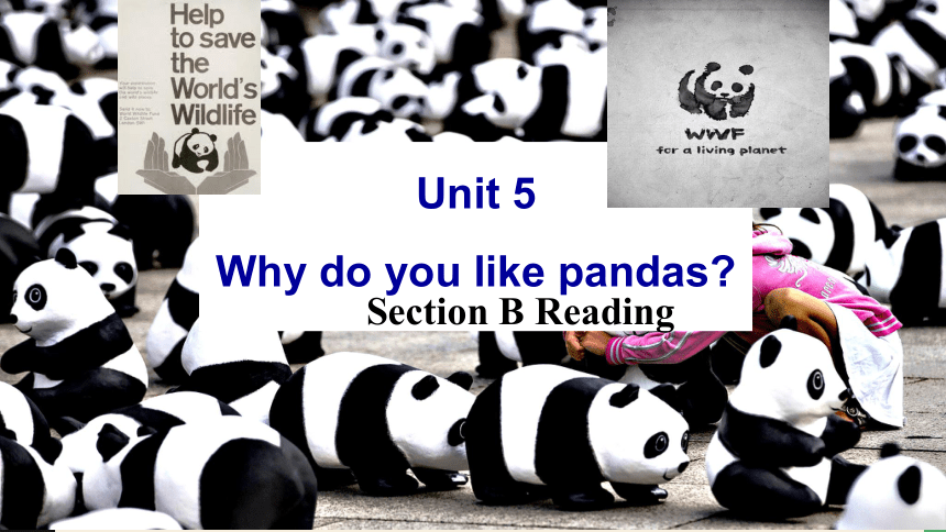 Unit 5 Why do you like pandas?Section B 2a-2c 课件 2023-2024学年人教版七年级英语下册 (共28张PPT)