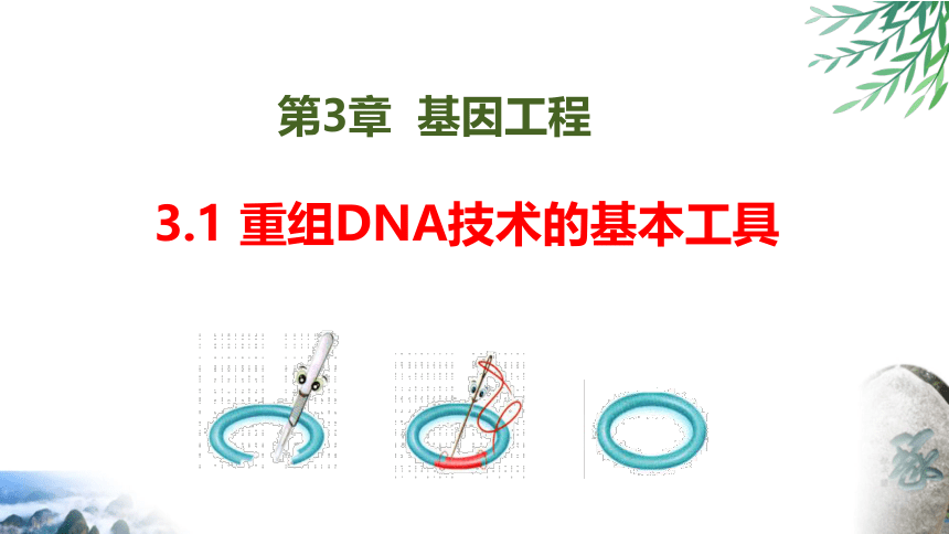 3.1重组DNA技术的基本工具课件(共37张PPT) 生物人教版（2019）选择性必修3