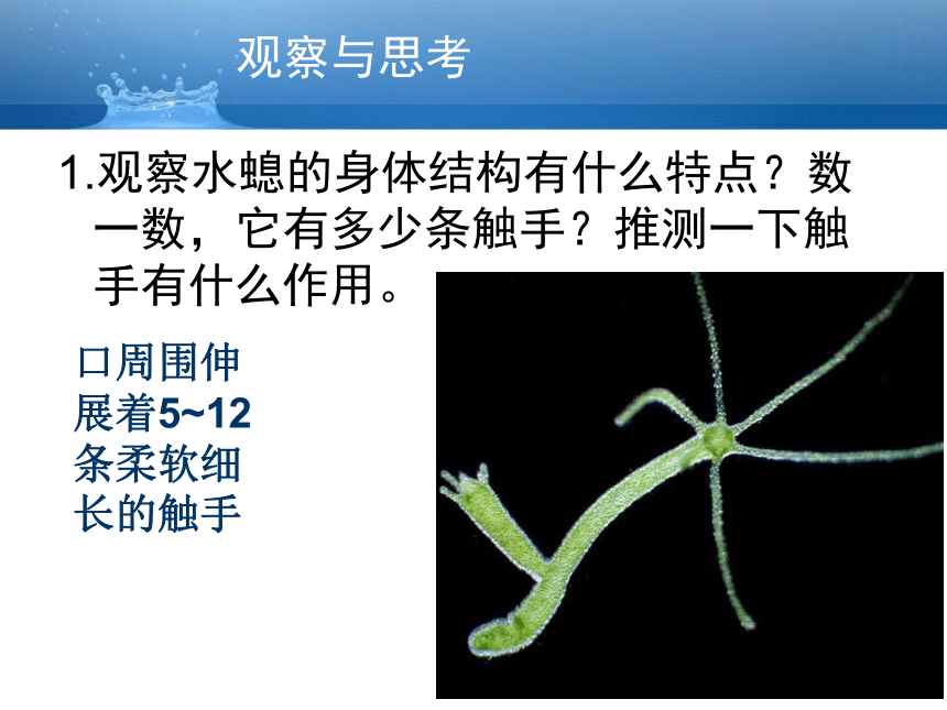 人教生物八上第5单元第1章1腔肠动物和扁形动物  课件（共21张PPT）