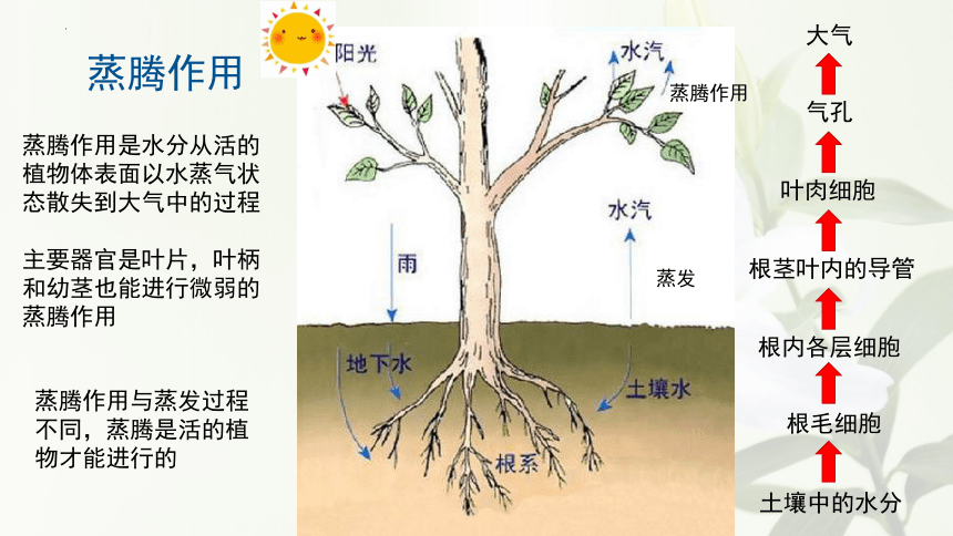 3.3 绿色植物与生物圈的水循环 课件(共18张PPT) 人教版生物七年级上册