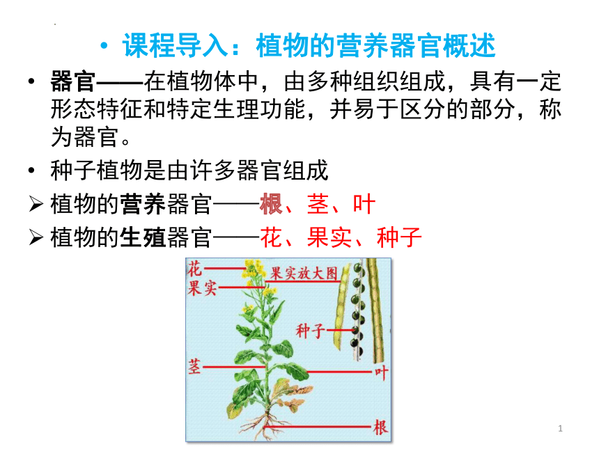 2.1植物的营养器官根 课件(共64张PPT)《种植基础》同步教学（中国农业出版社）