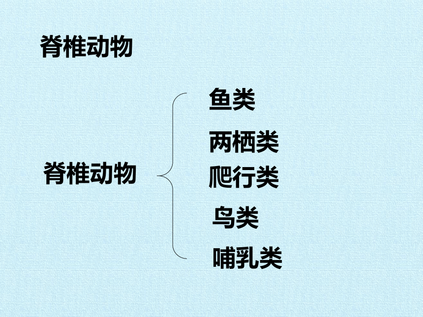 华师大版七年级科学上册 第2章 生物的主要类群 复习课件(共25张PPT)