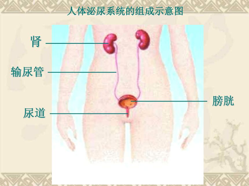 苏教版七年级下册生物 11.1人体泌尿系统的组成 课件(20张PPT)