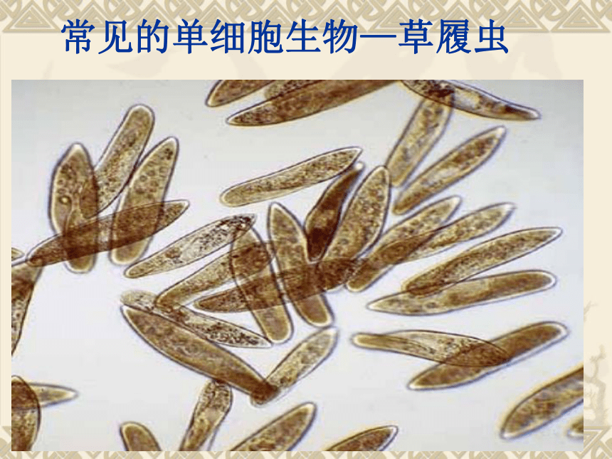 苏教版生物七年级上册2.4.1 单细胞生物 课件(共29张PPT)