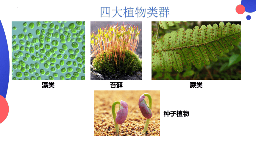 3.1.1  藻类、苔藓和蕨类植物  课件(共25张PPT)2023-2024学年人教版生物七年级上册