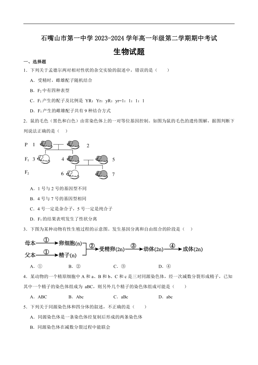 宁夏石嘴山市第一中学2023-2024学年高一下学期5月期中考试生物试卷（含答案）