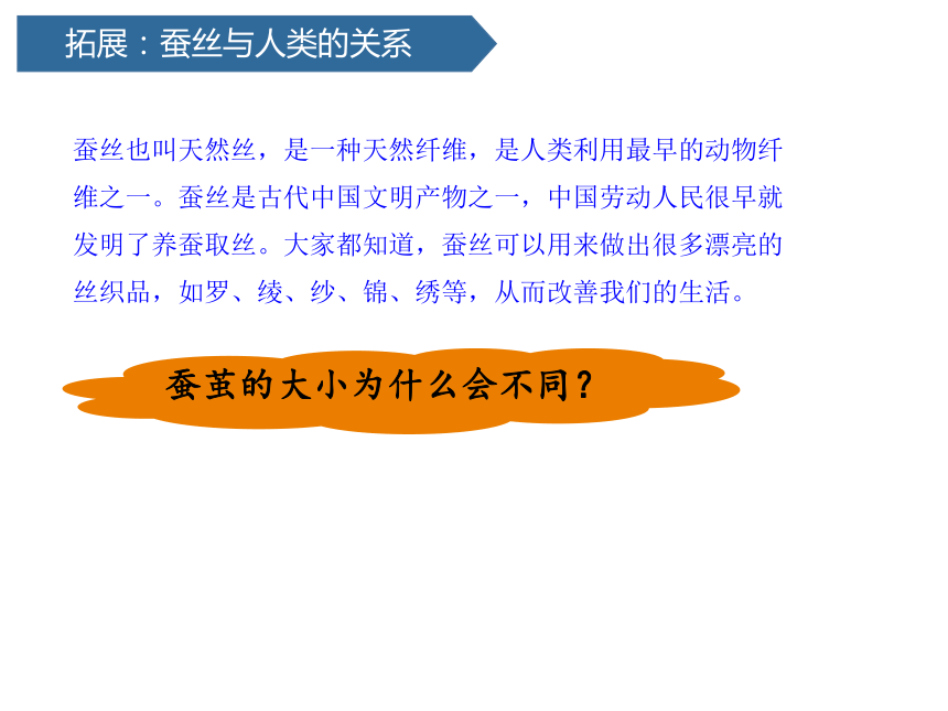 2.4 蚕变了新模样 (课件共14张PPT)