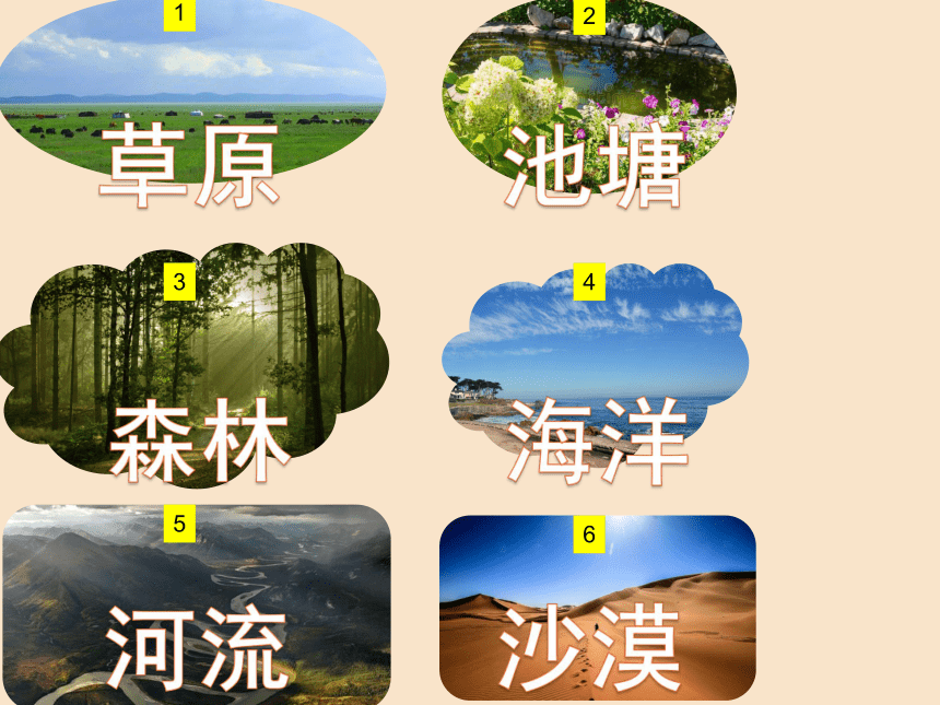 14 生物生存的环境:26张PPT