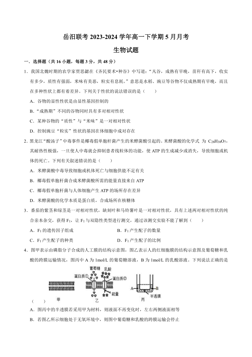 湖南省岳阳市岳汨联考2023-2024学年高一下学期5月月考生物学试题（含答案）