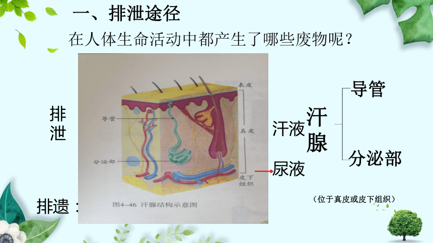 第四单元第五章 人体内废物的排出 课件(共27张PPT＋内嵌视频1个)人教版七年级下册生物