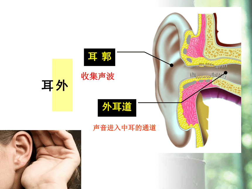 冀教版七年级生物下册2．4．1信息的获取——听觉 课件（共22张PPT）