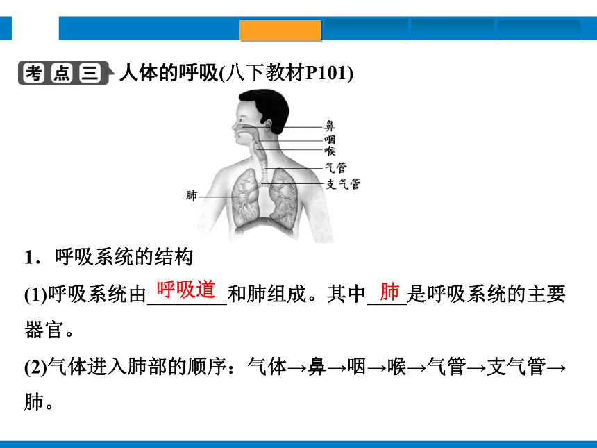 2024浙江省中考科学复习第6讲　动物的新陈代谢（1）（课件 50张PPT）