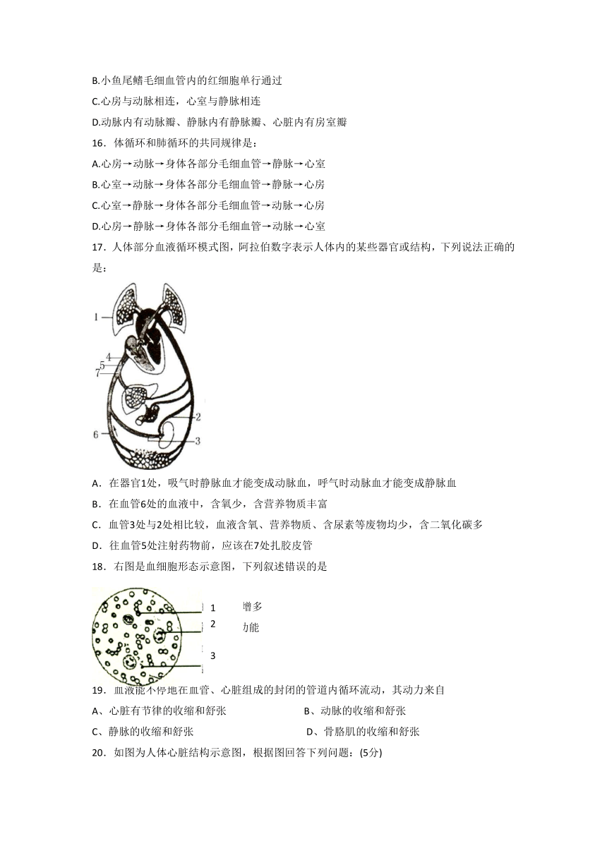 北京版7下生物 5.2《第二节 人体内的物质运输》同步练习（含解析）