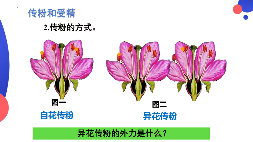 3.2.3开花和结果课件(共21张PPT)2023--2024学年人教版生物七年级上册