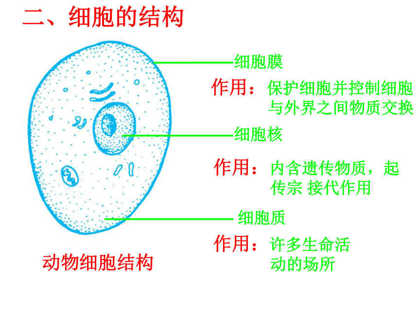 2.2 细胞 课件(共27张PPT)