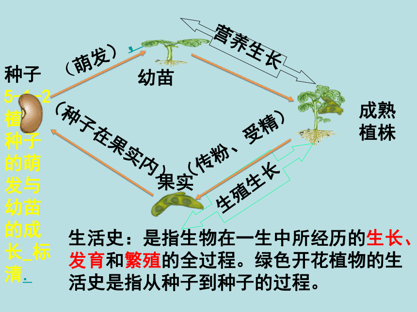 北师大版七年级上册生物课件 6.1 种子萌发形成幼苗  课件 （共21张PPT）