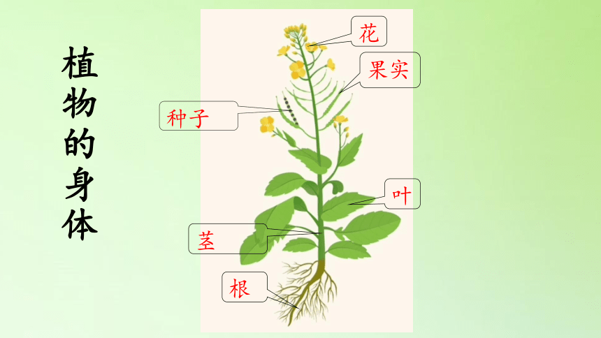 青岛版（五年制2017）三年级下册科学4. 14.植物的“分身术”（课件共30张）