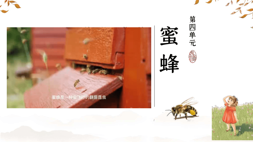 14 《蜜蜂 》课件(共28张PPT)