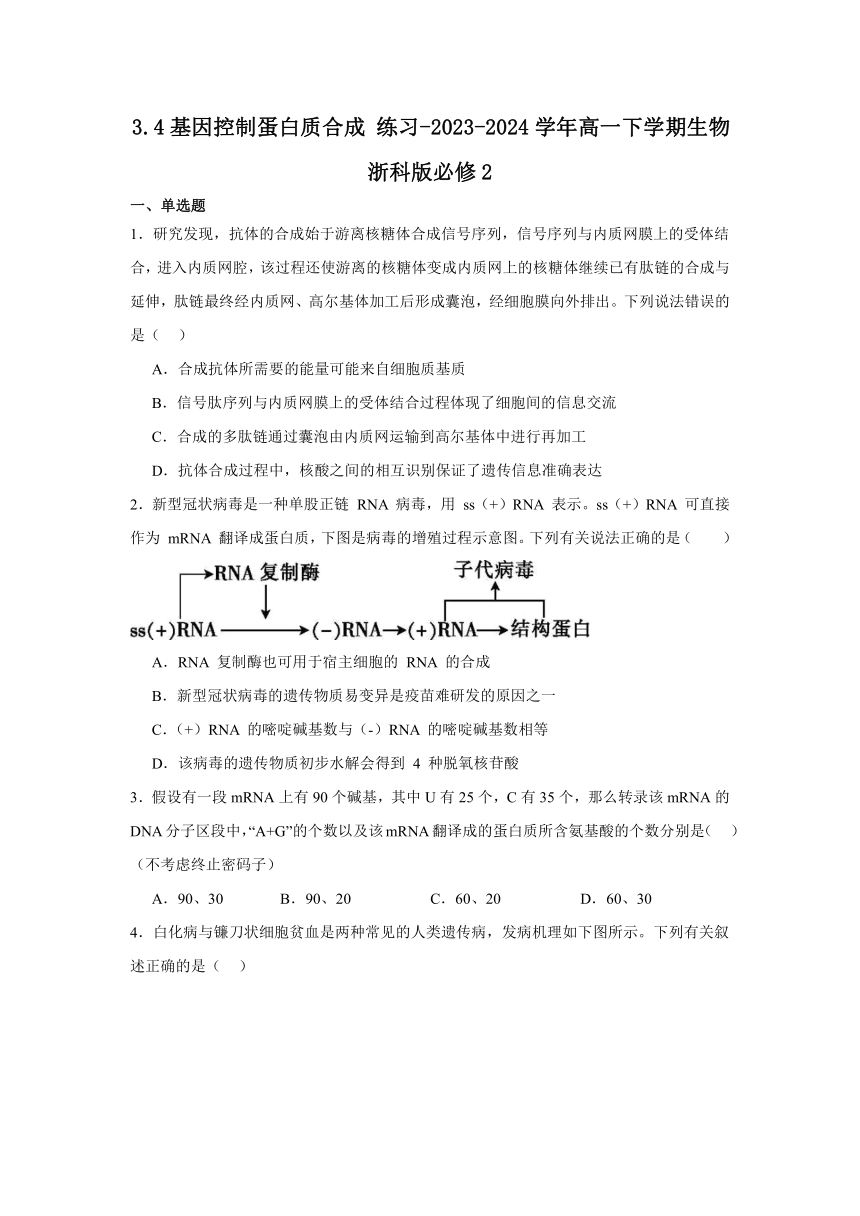 3.4基因控制蛋白质合成 练习（含解析）-2023-2024学年高一下学期生物浙科版必修2