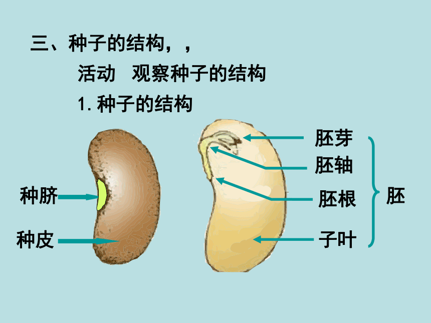 北师大版七年级上册生物课件 6.1 种子萌发形成幼苗  课件 （共21张PPT）