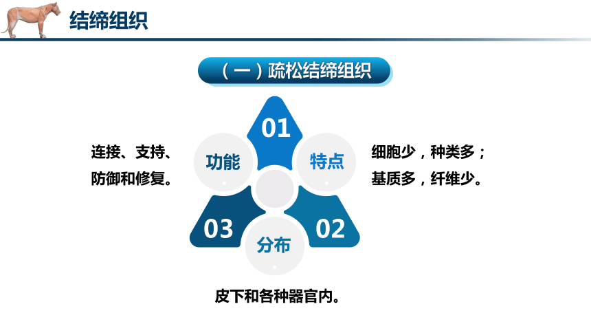 1.2.2结缔组织 课件(共28张PPT)《畜禽解剖生理（第四版）》同步教学(高教版)