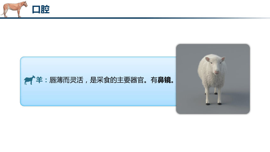 4.2消化器官的解剖结构（1）课件(共39张PPT)《畜禽解剖生理（第四版）》同步教学(中国轻工业出版社)