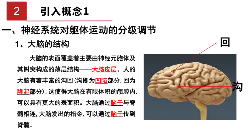 2.4神经系统的分级调节（课件）(共22张PPT)-人教版（2019）选择性必修1