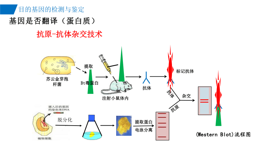 3.2目的基因的检测与鉴定课件(共22张PPT)-2023-2024学年高二下学期生物人教版（2019）选择性必修3