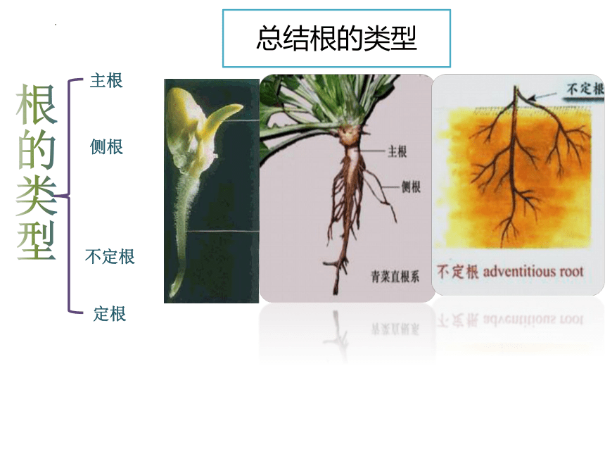 2.1植物的营养器官根 课件(共64张PPT)《种植基础》同步教学（中国农业出版社）