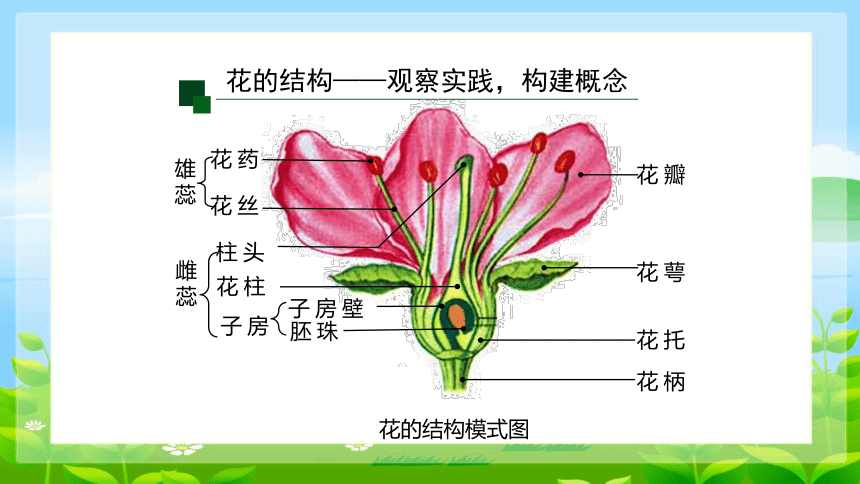 3.5.5植物的开花和结果课件(共18张PPT)苏教版七年级上册