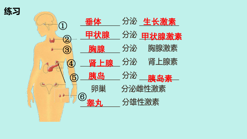 人教版七年级下册4.6.4激素调节课件(共21张PPT)