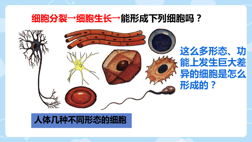 2.3.3  细胞的分裂与分化  课件(共24张PPT)2023-2024学年苏教版生物七年级上册