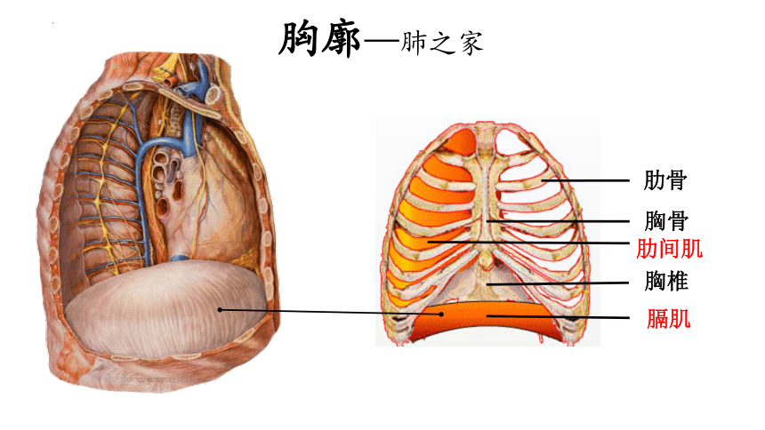 2024年中考生物（人教版）一轮复习：4.3人体的呼吸课件(共24张PPT)