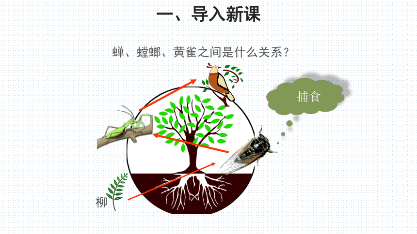 北师大版生物八年级下 第3节 生态系统的结构和功能 第1课时 课件 (共23张PPT)