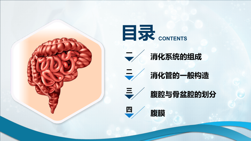 3.1 消化管的识别 课件(共28张PPT)《畜禽解剖生理（第四版）》同步教学(高教版)