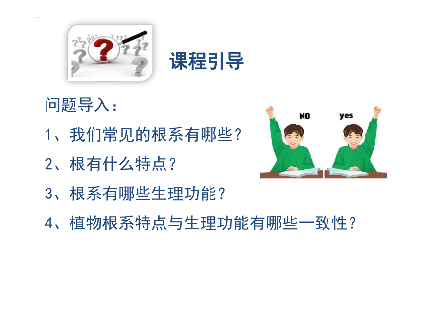 2.1植物的营养器官根 课件(共64张PPT)《种植基础》同步教学（中国农业出版社）